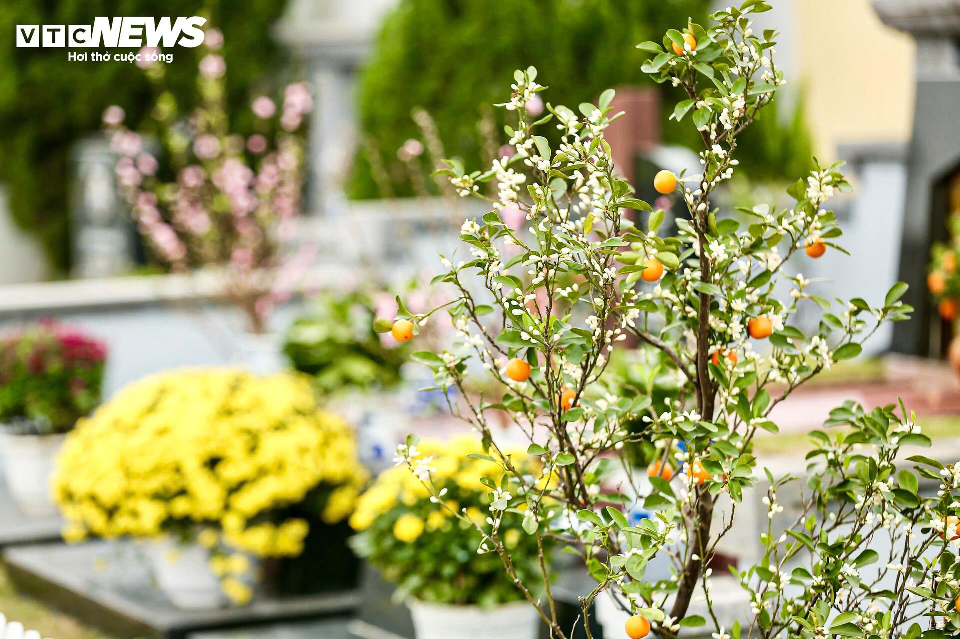 Người Hà Nội mang đào quất đi tảo mộ, mời gia tiên về ăn Tết - 12